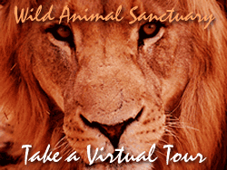Wild Animal Sanctuary Ad